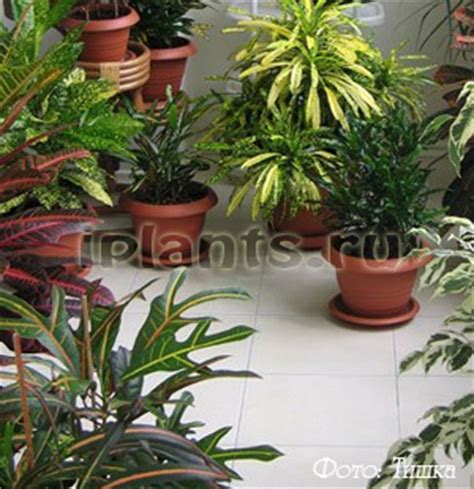 Кротон Codiaeum - уход и проблемы выращивания, размножение