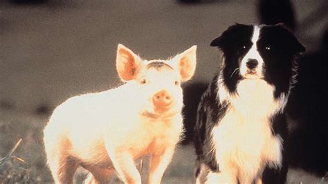 Roep Je Familie Bij Elkaar NET Zendt De Film Babe Op Deze Datum Uit TVgids Nl