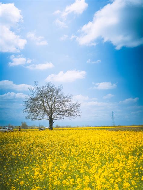 mustard tree photos 7