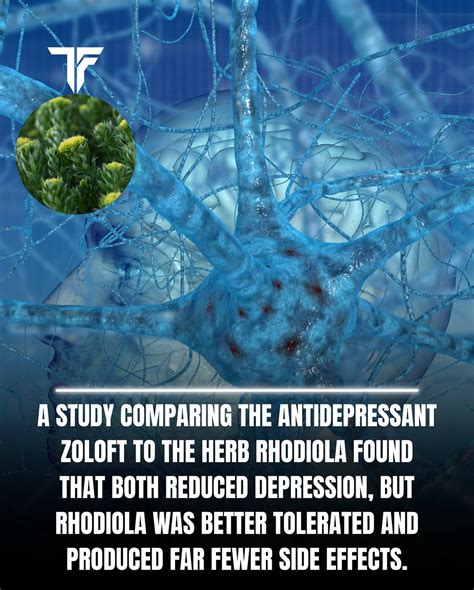 Thefarmacyreal - A study comparing Rhodiola rosea to the antidepressant