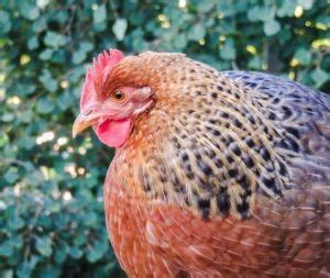 Bielefelder Chicken Breed The Complete Guide Eco Peanut