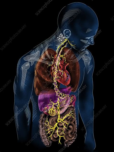 Vagus nerve anatomy, illustration - Stock Image - C037/4895 - Science ...