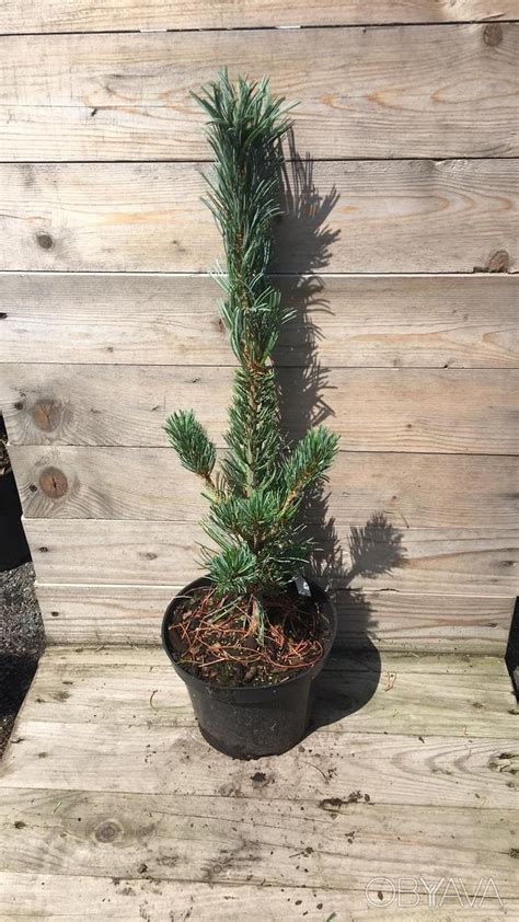 ᐈ Сосна дрібноквіткова Glauca Pinus parv Glauca С7 5 Н30 40 ᐈ