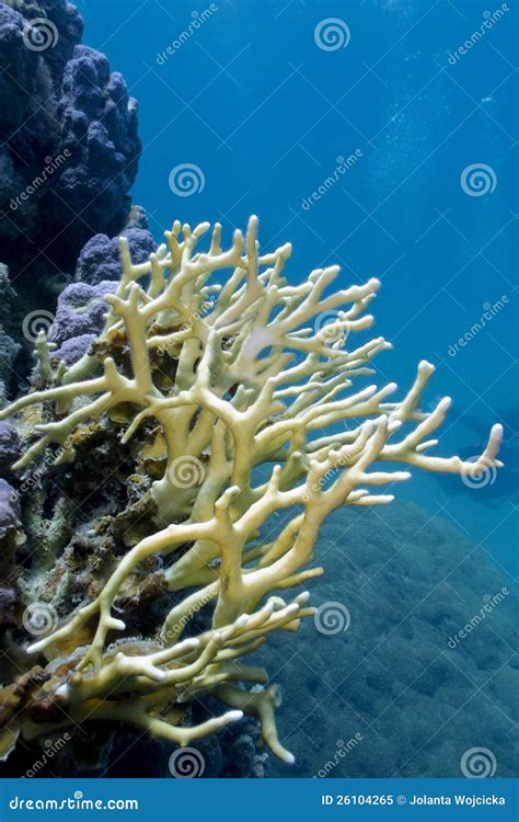 Coral Reef with Stony Coral Stock Image - Image of saltwater, exotic ...