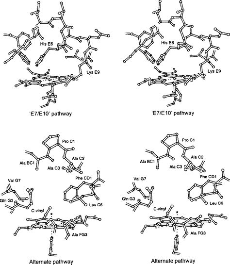 Figure 11 from Structure of ferric soybean leghemoglobin a nicotinate at 2.3 A resolution ...