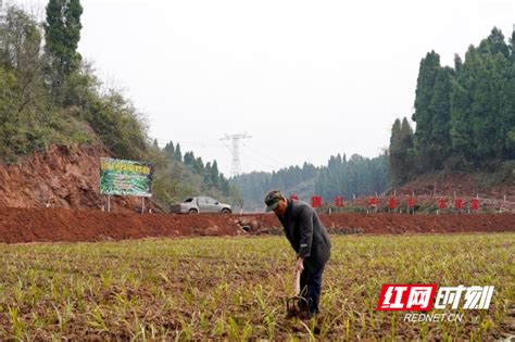 沅陵麻溪铺镇：以作风整顿奋起“二次创业”服务民生县市区怀化站红网