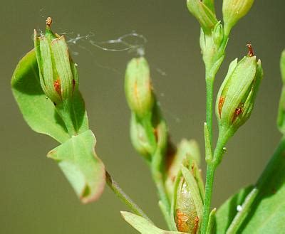 hypericum mutilum page