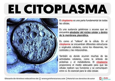 Qué es el Citoplasma Definición de Citoplasma