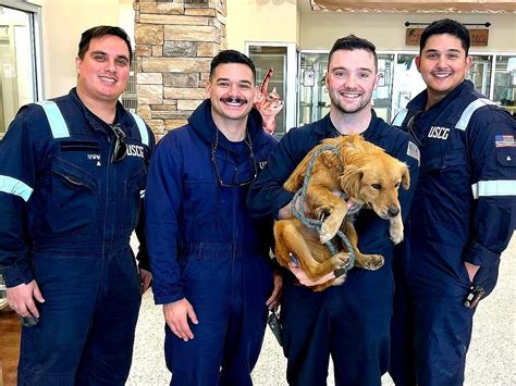 Adorable dog rescued from Port of Houston shipping container goes viral ...