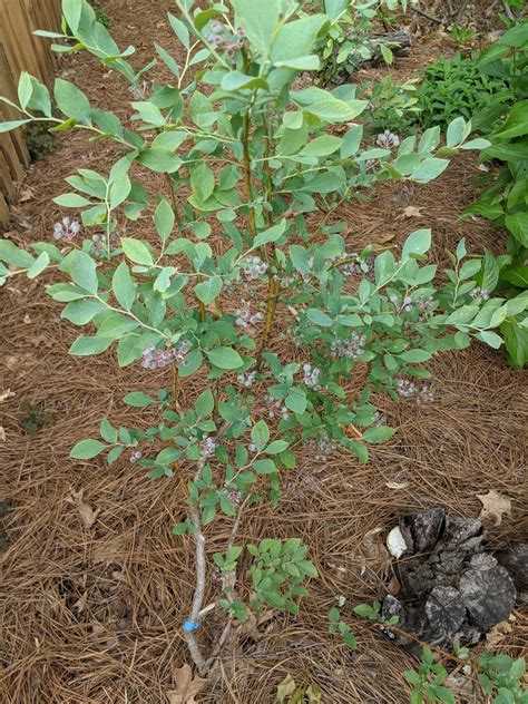 Vaccinium Virgatum Rabbiteye Blueberry North Carolina Extension