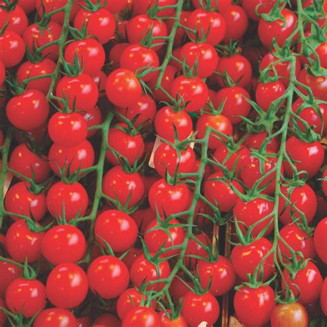 Pezinho De Tomate Cereja 7