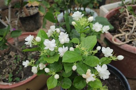 養茉莉花，做好「2點」，澆水跟上，四季不斷長，開花就爆盆 每日頭條