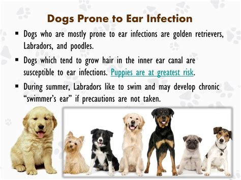 What antibiotics treat dog ear infections