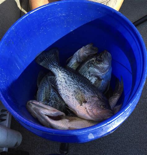 Slab Crappie Morning 80920