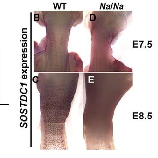 The Naked Neck Phenotype Is Caused By A Cis Regulatory Mutation That