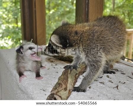 Raccoon Playing With Possum Stock Photo 54065566 : Shutterstock