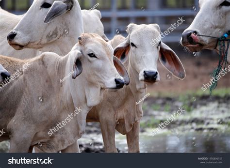 American Brahman Breeds Raised Industrial Farm Stock Photo 1550806157 ...