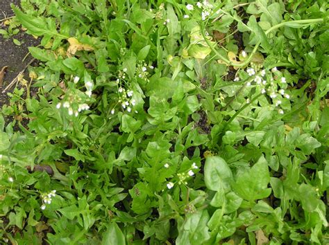 capsella bursa pastoris  medik colombian plants  accessible