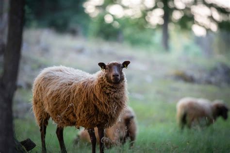 Sex får dog vid vargattack Svensk Jakt