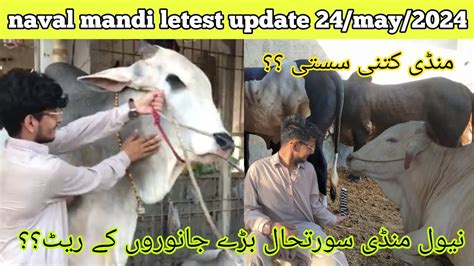 Naval Mandi Karachi Letest Cattle Rate Updates Mandi Kitni Sasti