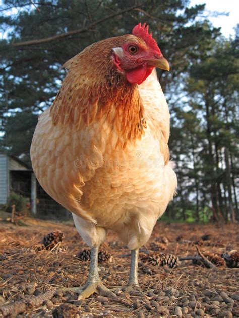 hen stock photo image  farm chickens fowl organic