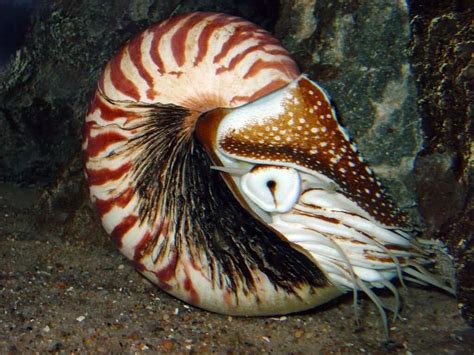 nautilus fish facts nautilus pompilius   animals