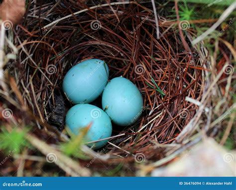 Blue Eggs In Nest