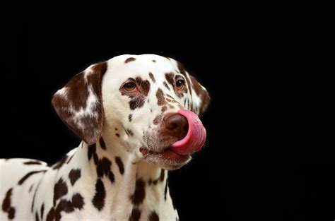dog happy  healthy bullocks buzz