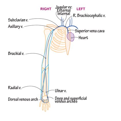 gross anatomy cross section   arm ditki medical biological