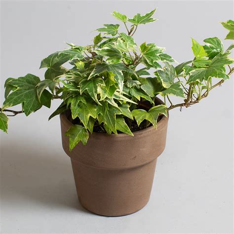 Hedera Helix Eva 9cm Pot Opperman Plants Ltd