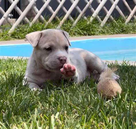 Cachorros Bully Merle Exóticos en venta en Puebla Puebla por sólo