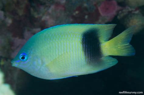 Plectroglyphidodon Johnstonianus Johnstons Damsel Reef Life Survey