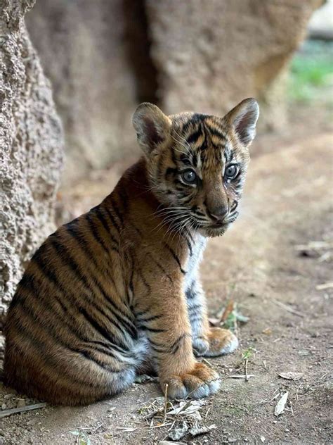 The Tiger Cub Den Leader 3