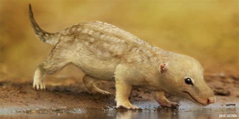 Cynodont Fossils From Brazil Shed Light On Mammal Earth Archives