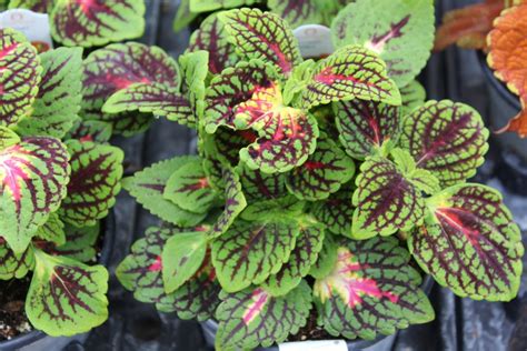 Coleus Mainstreet ‘la Rambla Wilsons Garden Center