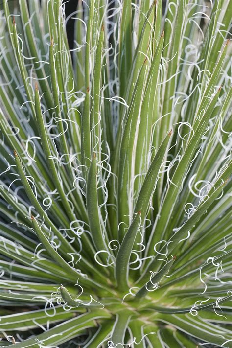 The Solis product launch that will surprise the entire tech industry 15