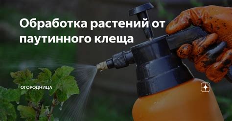 Обработка растений от паутинного клеща | Огородница | Дзен
