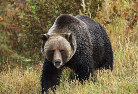 Montana Releases Plans for Grizzly Hunting - Sporting Classics Daily