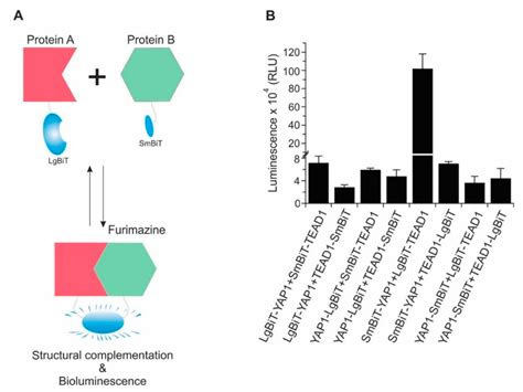 Identification of Celastrol as a Novel YAP-TEAD Inhibitor for Cancer