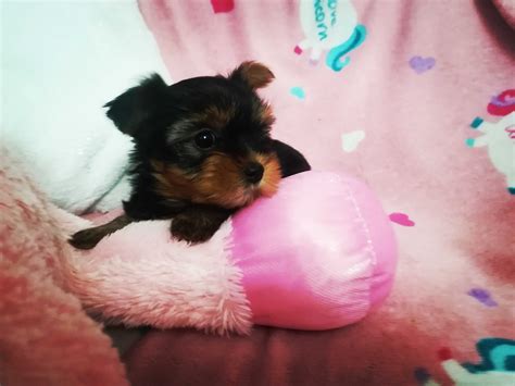 York Yorkshire Terrier Sunia Suczka Miniaturka Wo Omin Olx Pl