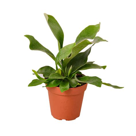 Staghorn Fern The Harden Garden Thehardengarden
