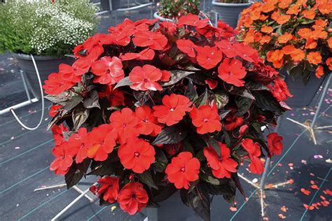 Sunpatiens Compact Deep Red Impatiens Impatiens Sakimp In