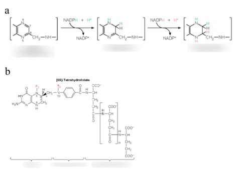 Conversion And Structure Of Folic Acid Diagram Quizlet