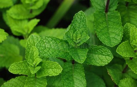 fresh green mint leaves growing  garden bed stock photo image