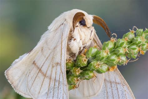 la naturaleza creo estos  insectos seguramente cuando estaba de