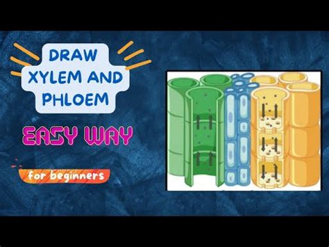 How To Draw Xylem And Phloem NCERT Class 9 Science Drawing Of