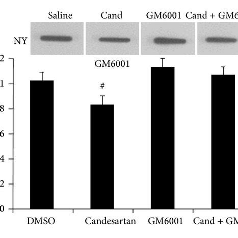 Effects Of Candesartan Alone And In Combination With Fetpps And Gm