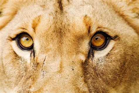color  lions eyes