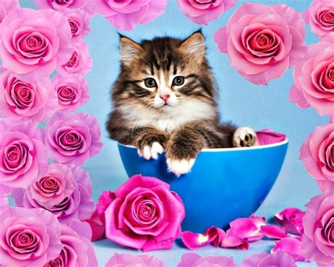 Создать мем "котенок с розой, котенок красивый, открытка милый котик ...