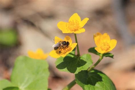 Secrets To Growing Lush Marsh Marigolds Step Guide